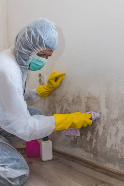  Great Neck Estates, NY Mold Removal Pros