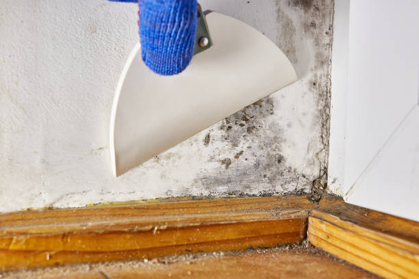 Best Asbestos and Lead Testing During Mold Inspection  in Great Neck Estates, NY