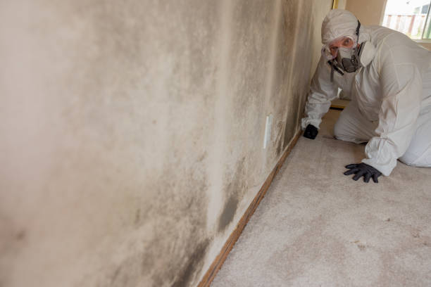 Best Environmental Consulting for Mold Prevention  in Great Neck Estates, NY